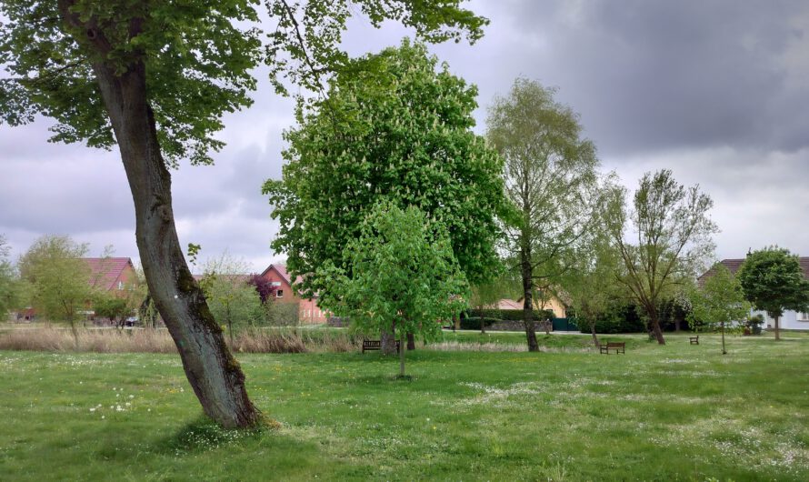 Umfragestart – gemeinsame Werte der Dorfbewegung Brandenburg